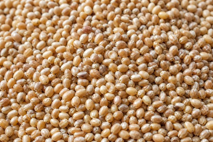Browntop millet