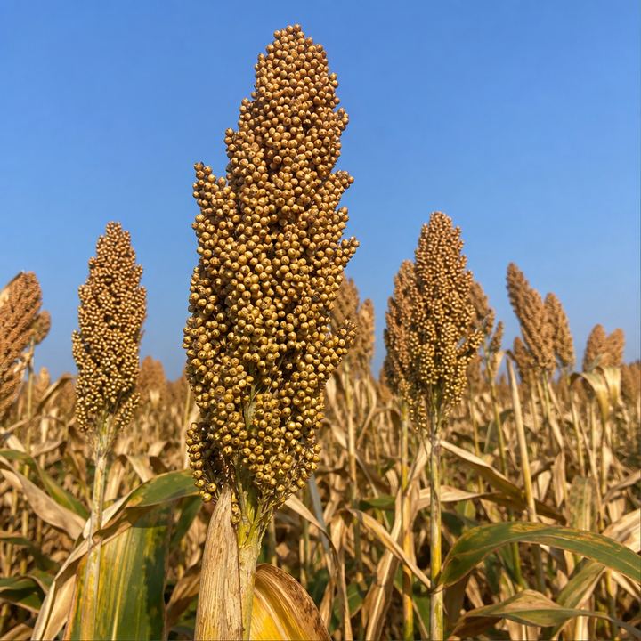 Jowar sorghum