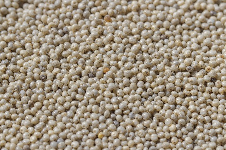 Kodo millet